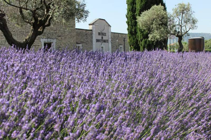 Musée de la Lavande Luberon : Visites et activités pour familles et groupes pour découvrir la vraie lavande de Provence